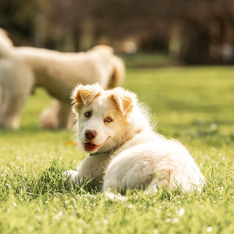 HOUNDZTOOTH Puppy Probiotic Health Supplement for Dogs 200g