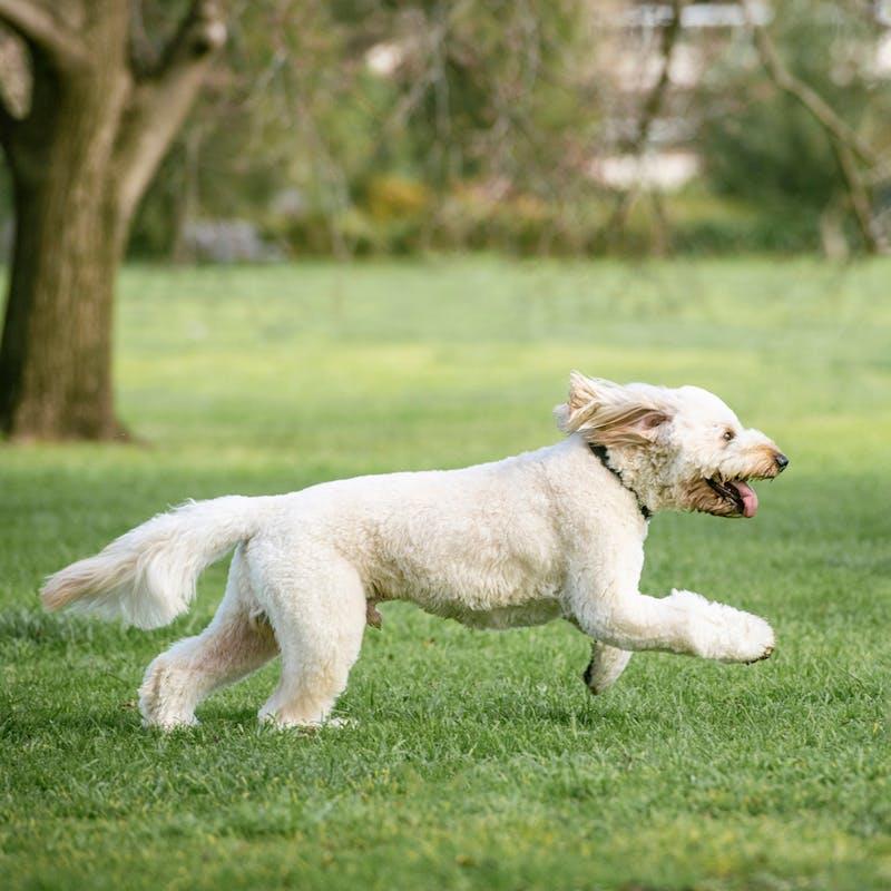 HOUNDZTOOTH Hemp Seed Oil for Dogs 250ml